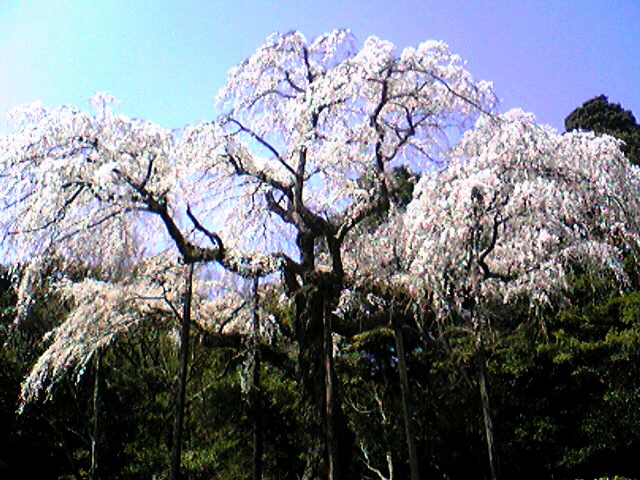 桜満開